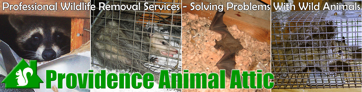 Providence Animal Attic